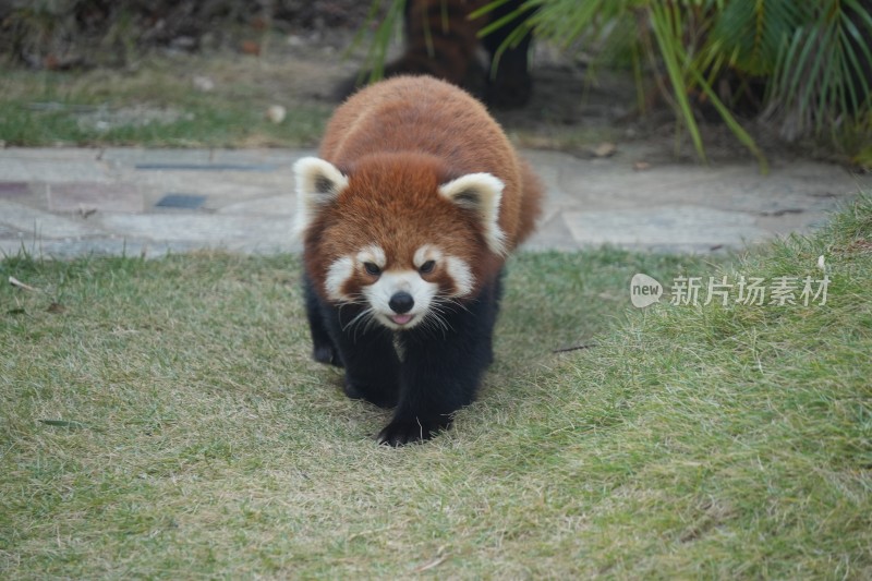 小熊猫草地行走