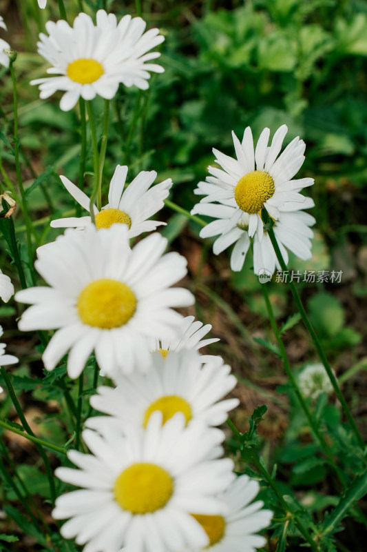 北京北坞公园雏菊