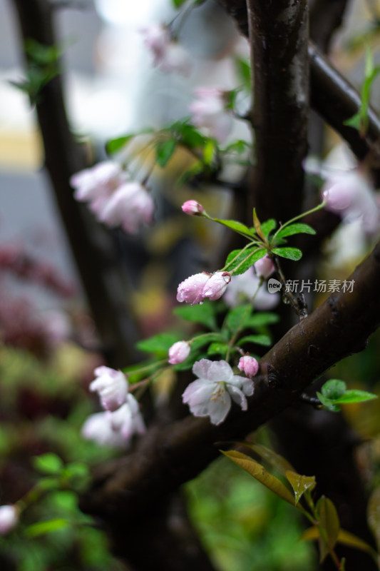 雨中的粉色海棠花素材