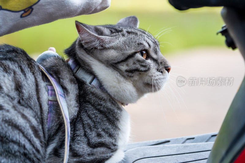 戴项圈的灰猫坐在踏板车上