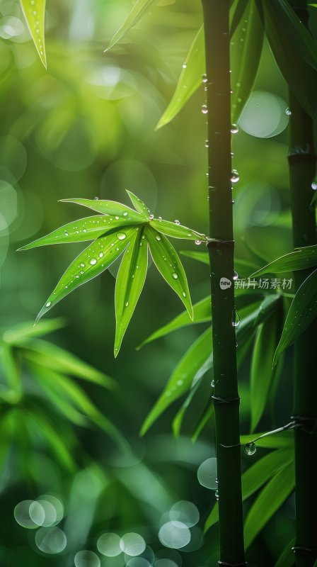 绿意竹林翠绿竹叶清新宁静自然背景