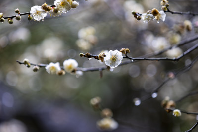 屋檐旁挂着雨滴的梅花特写