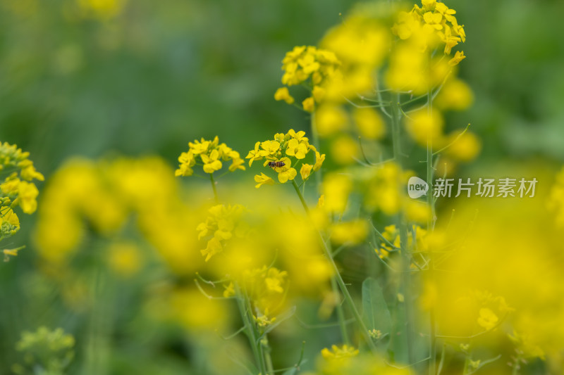 春天油菜花盛开