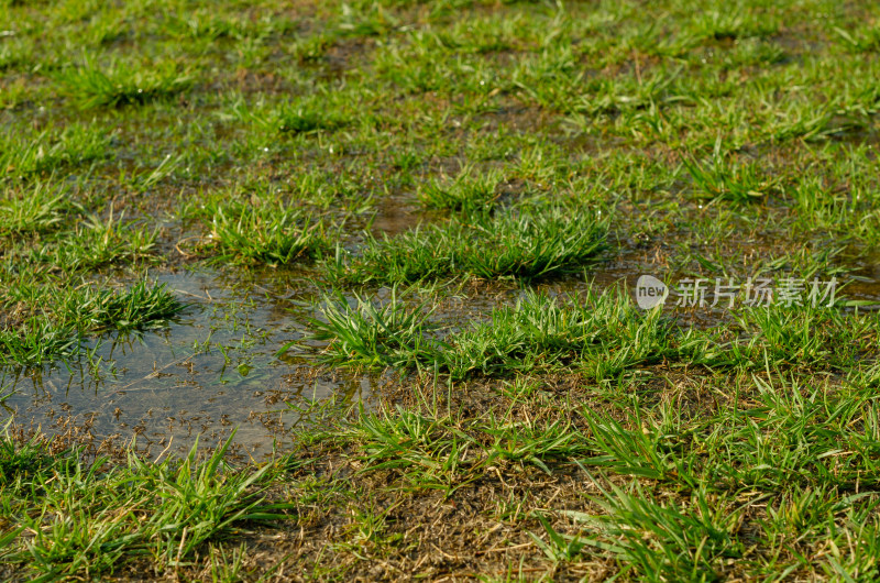 水浇过青草地