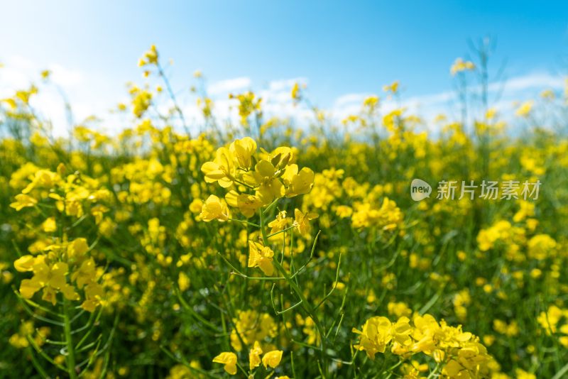 青海湖油菜花