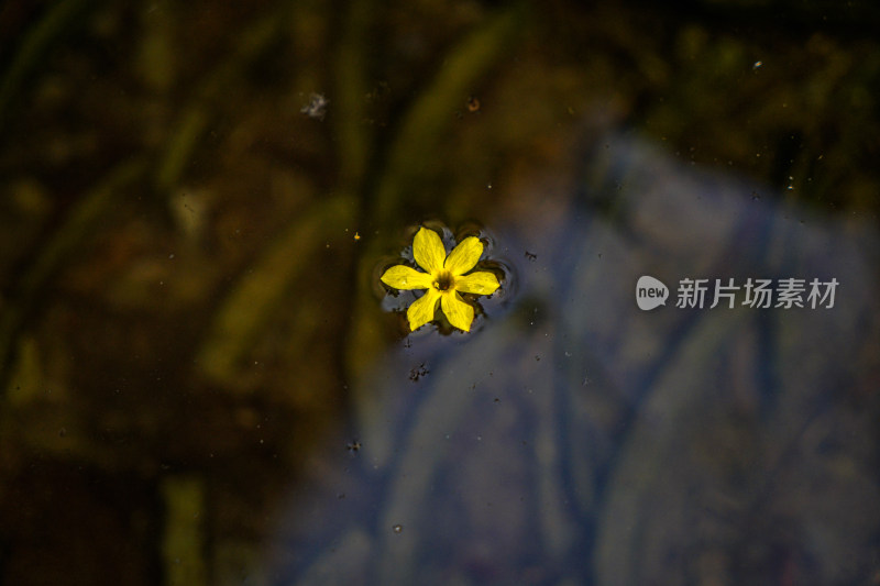 迎春花飘落在水面