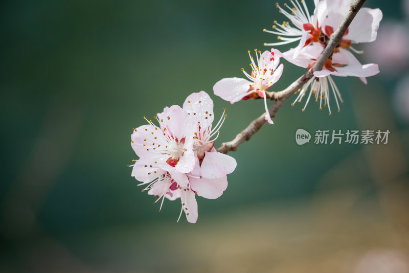 春天来了之山桃花