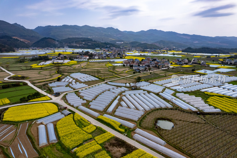 乡村田园油菜花大棚农业种植航拍图