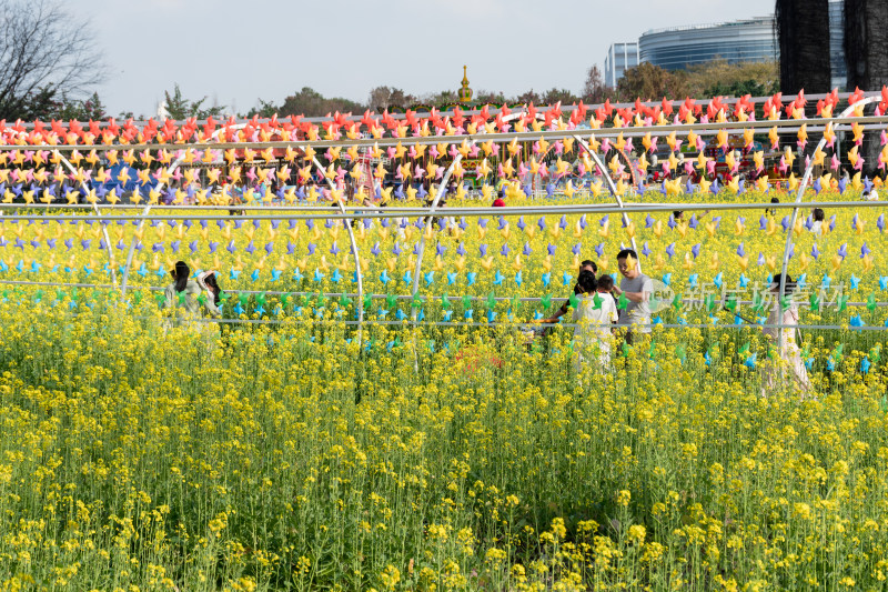 福州花海公园女孩在油菜花田拍照场景