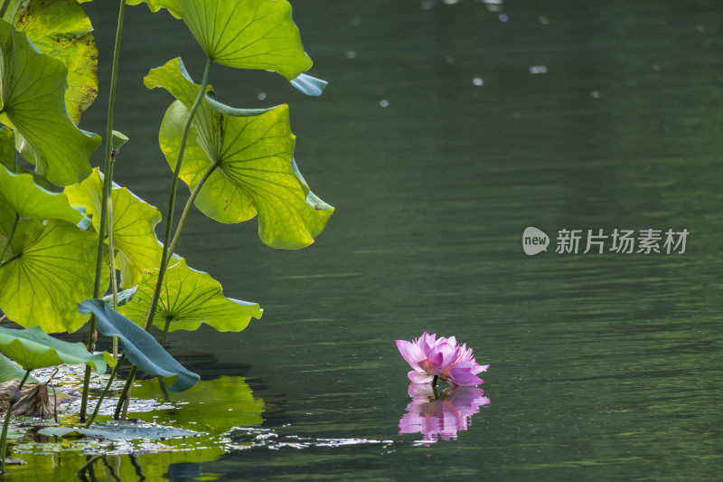 杭州西湖风景区曲院风荷荷花风景