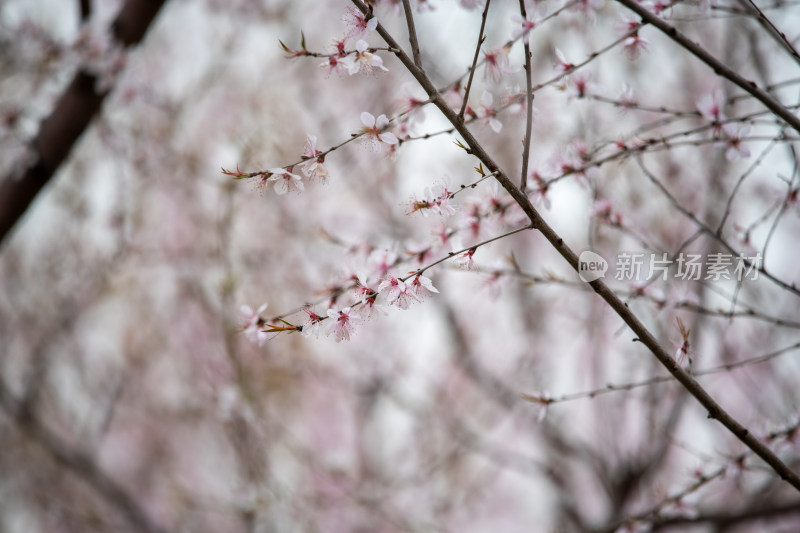 桃树桃花桃树林