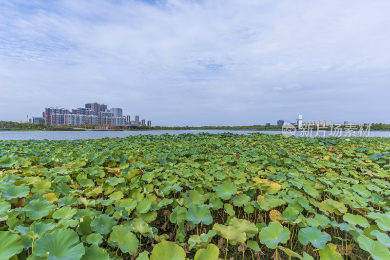 武汉江夏中央大公园风景