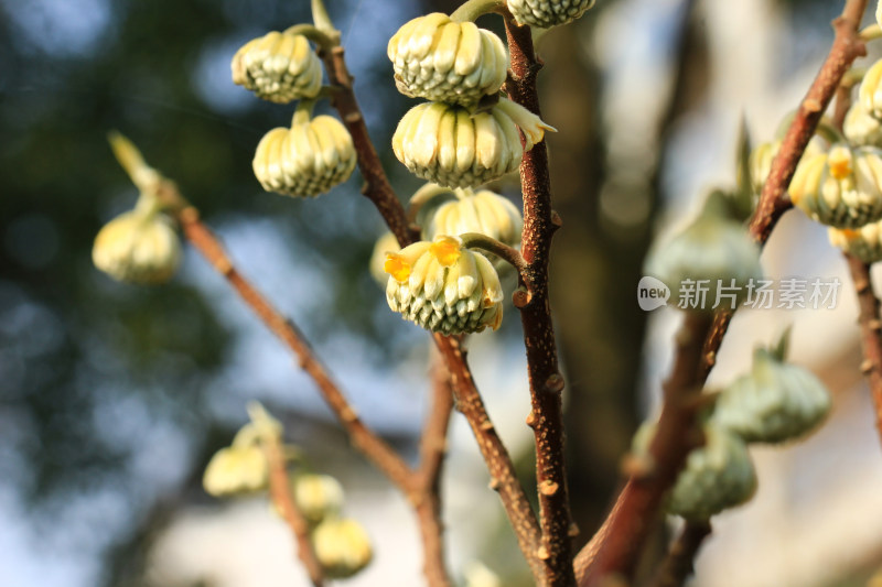 结香花花朵实拍素材