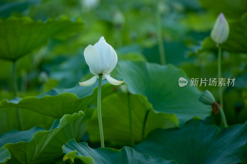 白色荷花荷叶绿叶