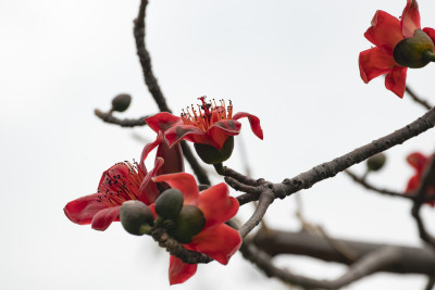 春天的木棉花 春天的木棉花