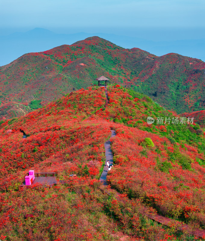 长沙市浏阳大围山杜鹃花海风光