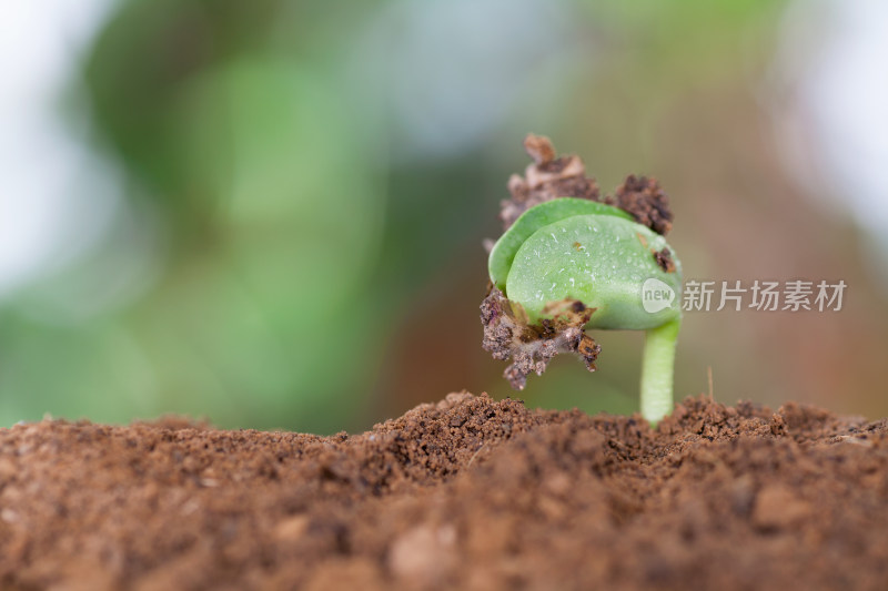 立春时节从土壤里冒出的新芽