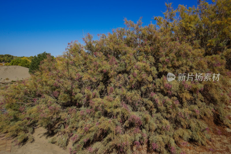 内蒙古额济纳胡杨林风景区，红柳沙包