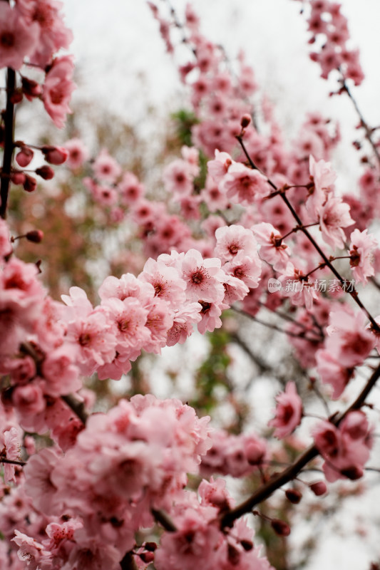 北京元大都公园桃花树桃花