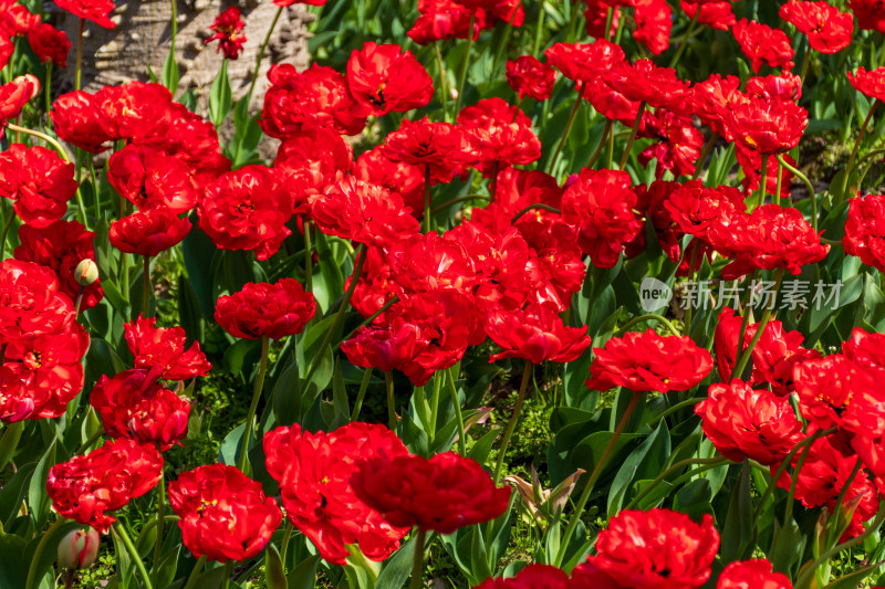 大片郁金香花海景观