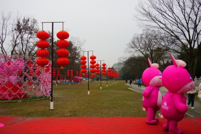 梅与梅花 南京梅花山