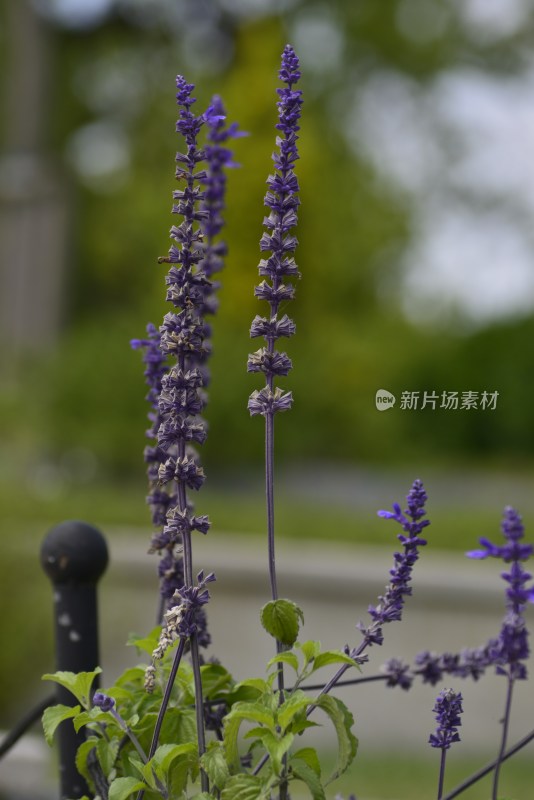 植物园的花花草草