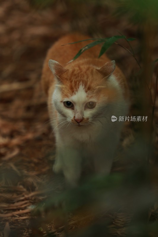 树林中行走的黄白相间猫咪