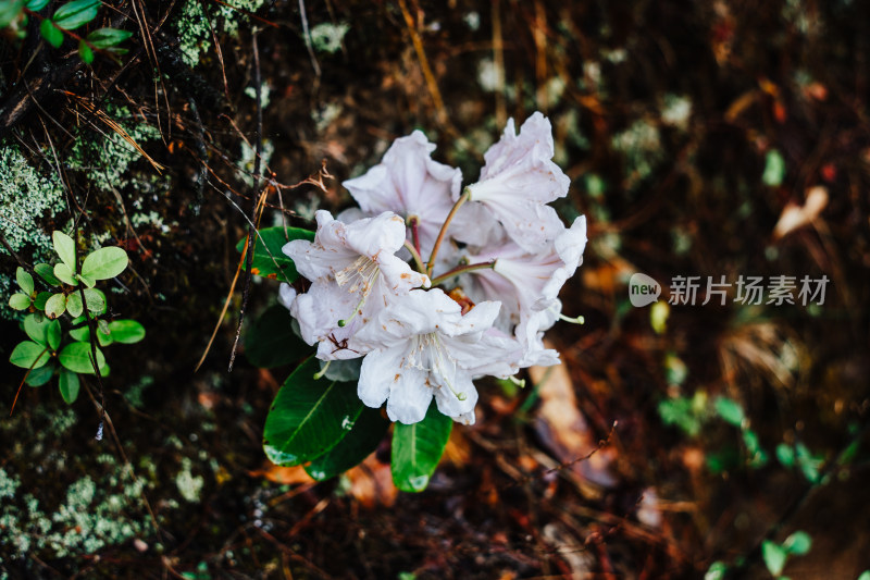 丽江玉龙雪山野生杜鹃花