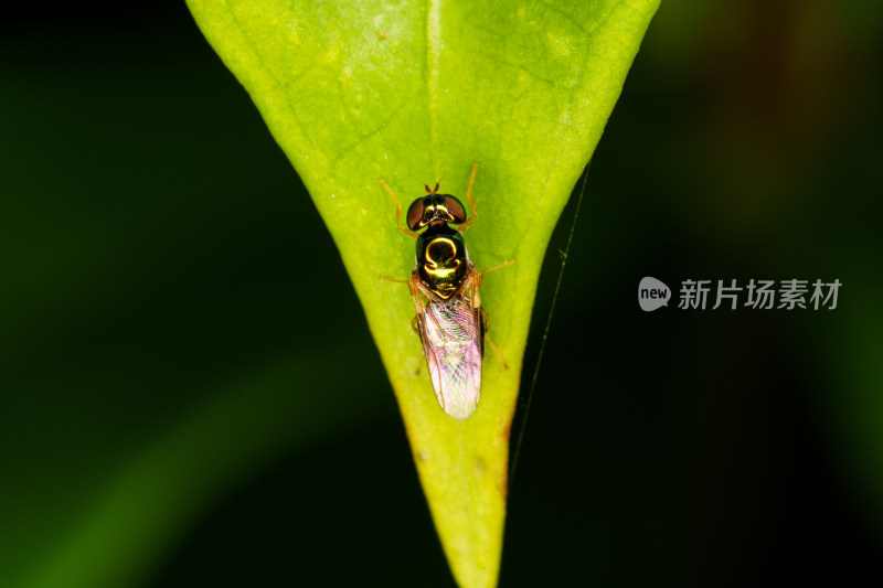 微距下的金属质感黄腹小丽水虻昆虫