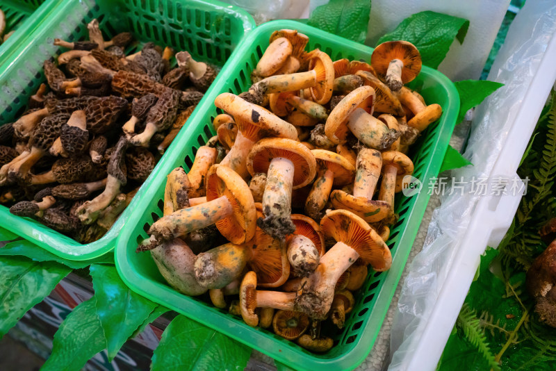 云南农贸市场的菌菇谷熟菌