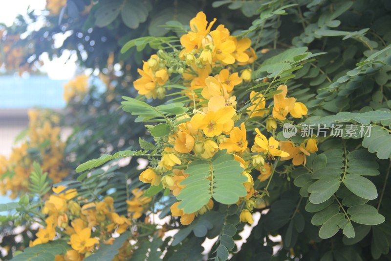 广东东莞：黄槐花开