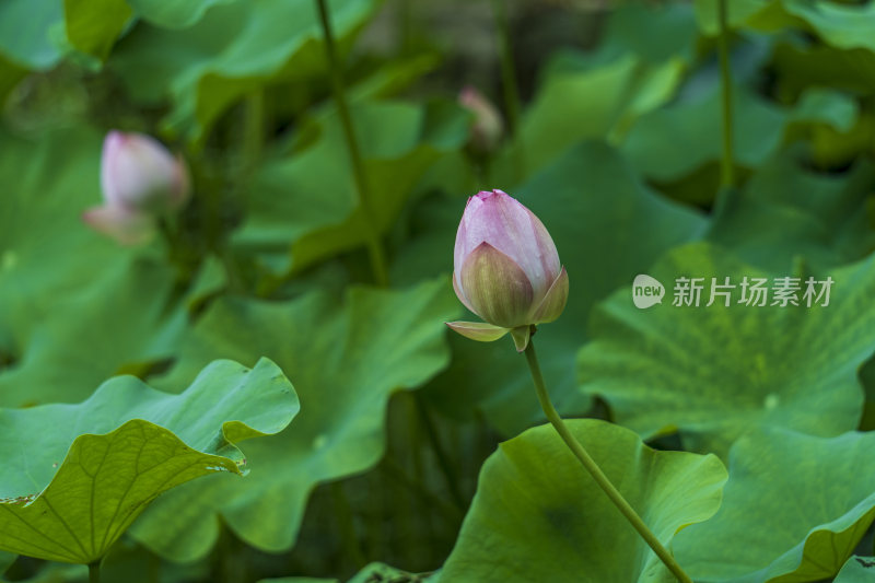 武汉东湖磨山景区盆景园荷花