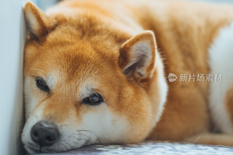 日本柴犬小狗可爱特写