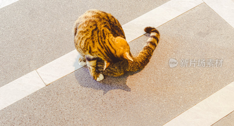 地面上的一只狸花猫