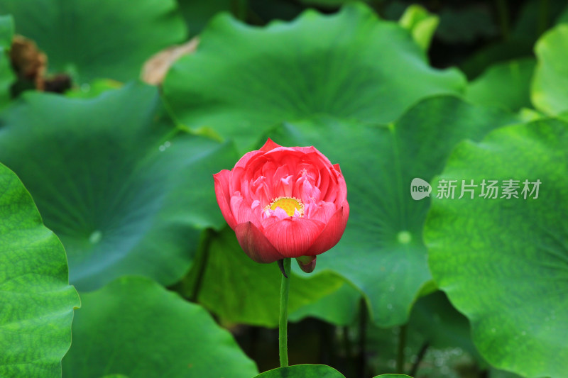 雨后清新的荷花