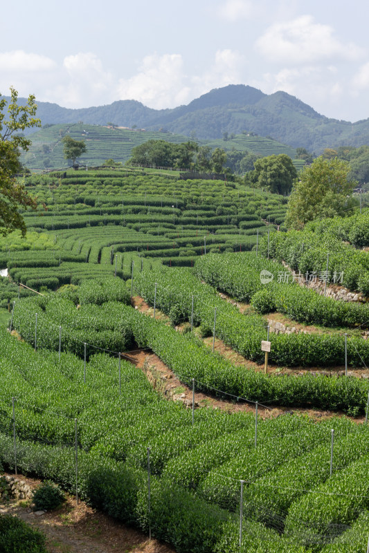 杭州南高峰俯瞰青山茶园自然风光