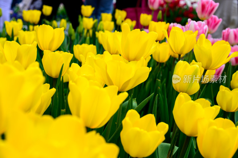 郁金香花卉景观