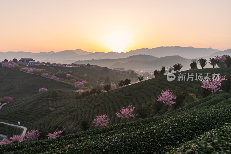 龙岩永福台品樱花茶园