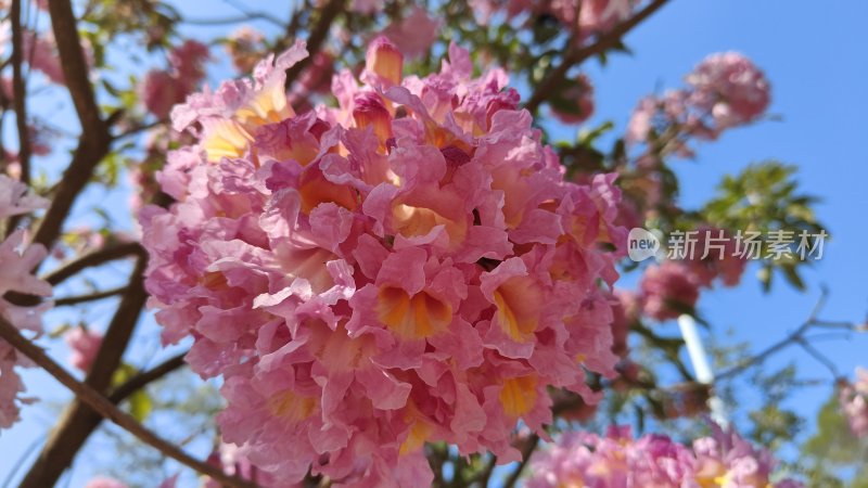 粉红色鲜花特写