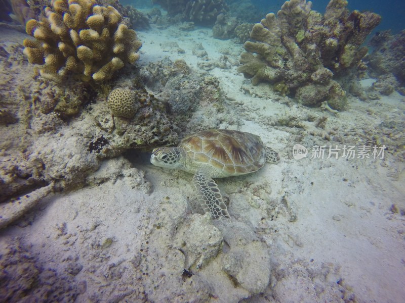 海底海龟与珊瑚景观