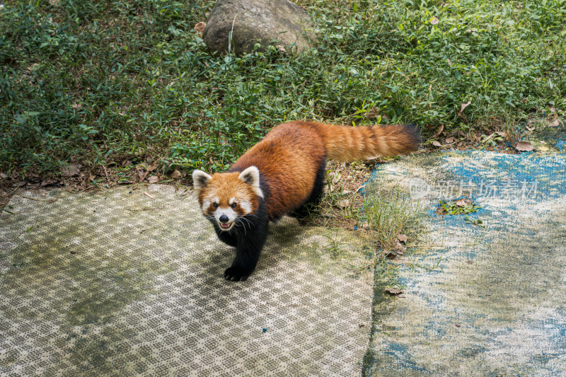 野生动保护物小熊猫特写