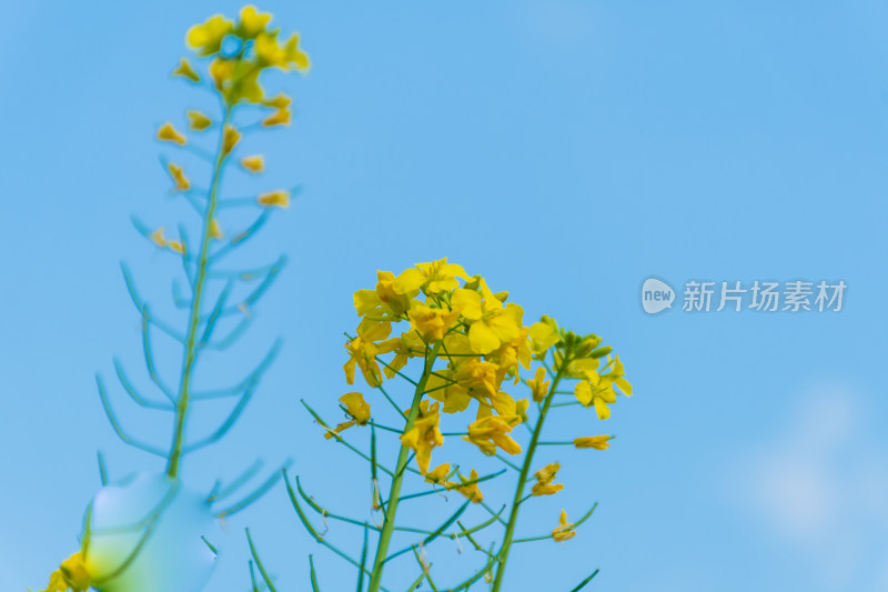 福州花海公园蓝天背景下的黄色油菜花