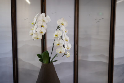 花瓶里的白色蝴蝶兰