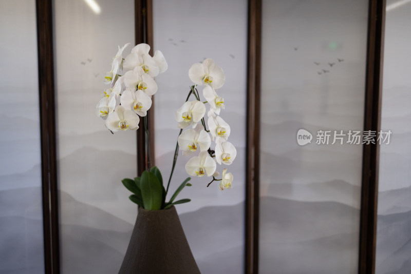 花瓶里的白色蝴蝶兰