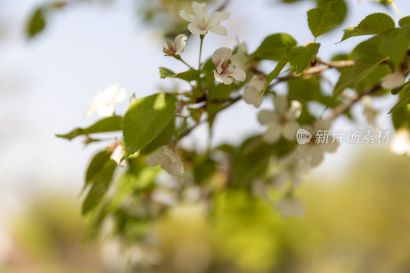 春季踏青春暖花开