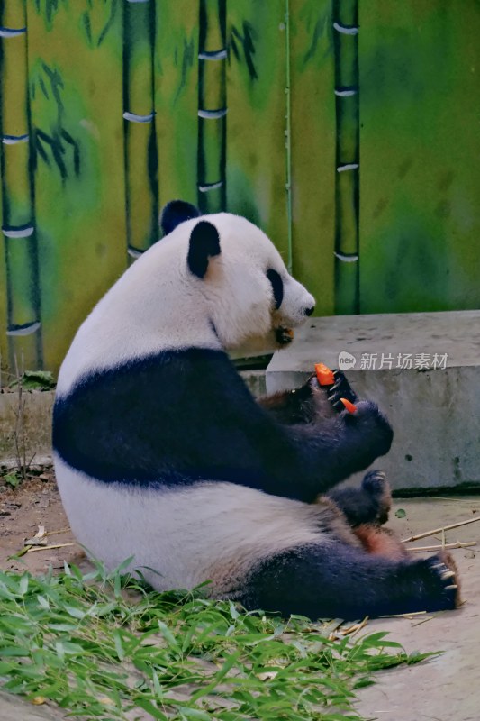 紫清湖动物园的大熊猫暖暖等