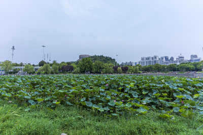 武汉汉阳月湖风景区风光