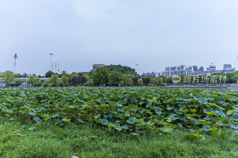 武汉汉阳月湖风景区风光