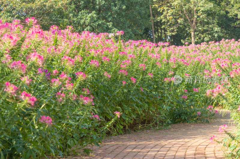 红色醉蝶花花丛和小径-柳州雀儿山公园