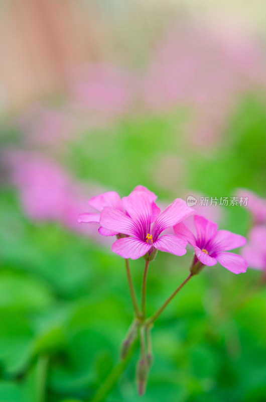 粉色小花特写